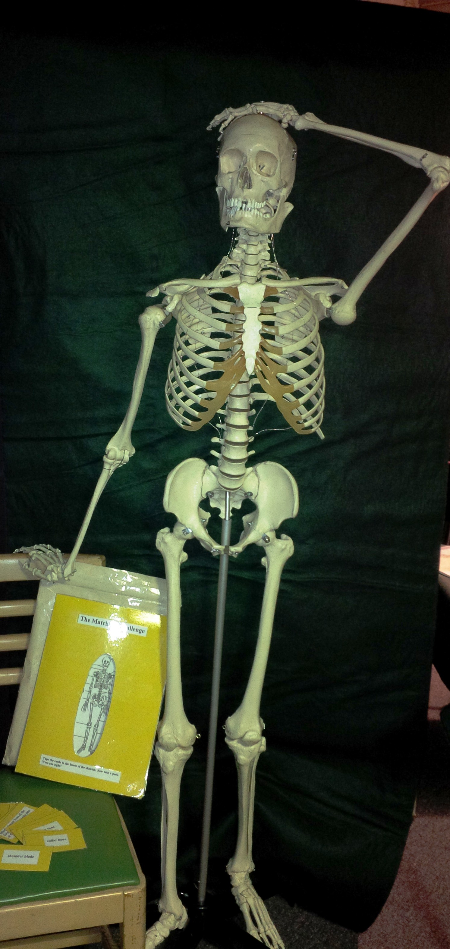 Skeleton